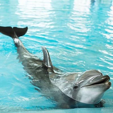 dubai-dolphinarium