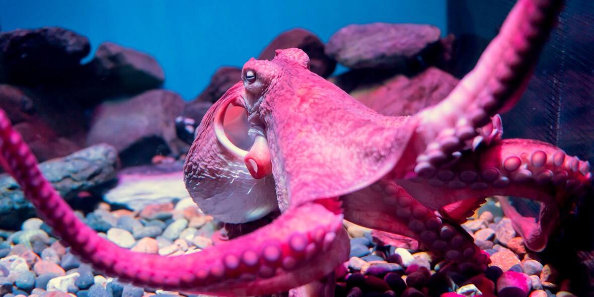 Dubai Aquarium animals and marine species | Visit Dubai