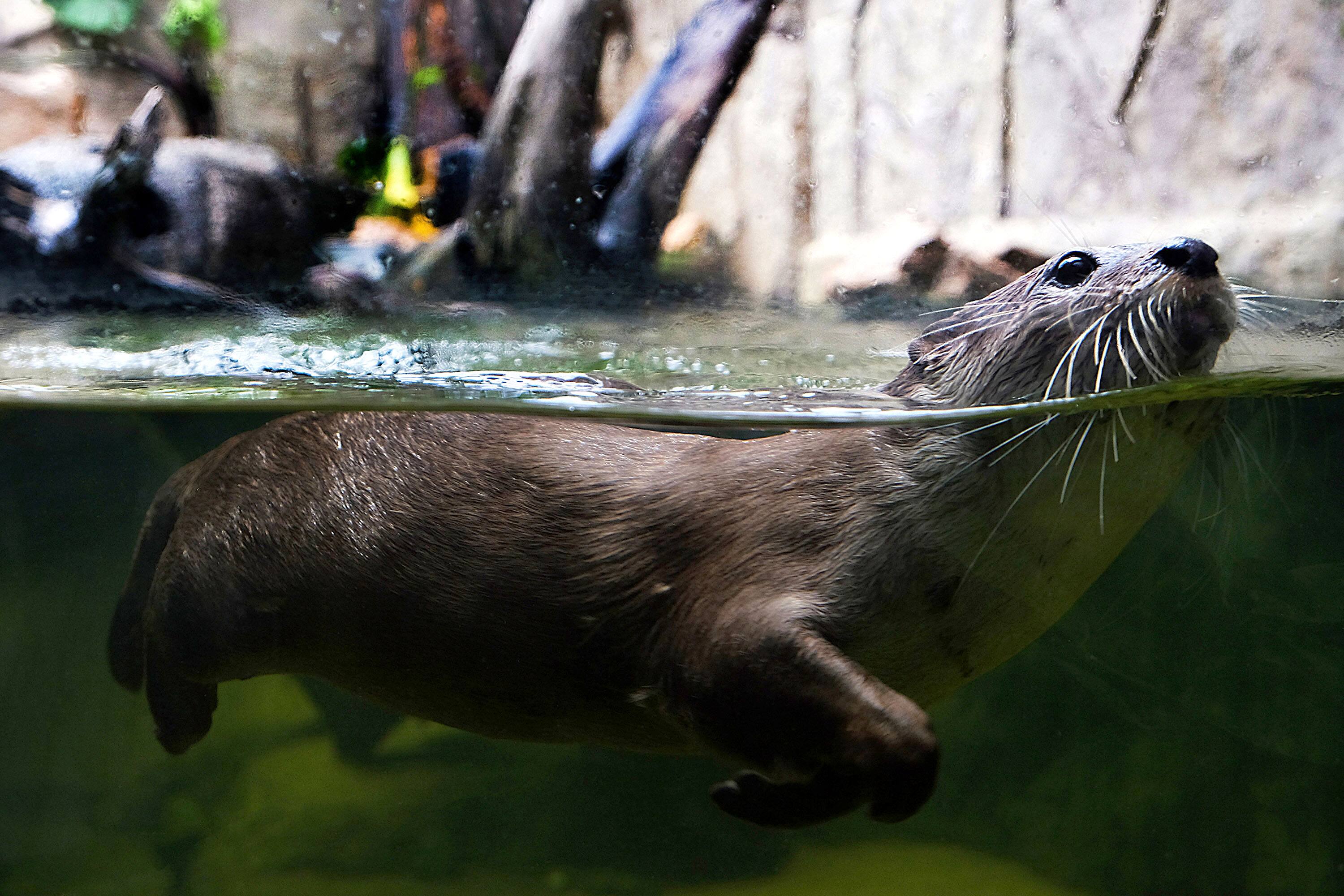Dubai Aquarium animals and marine species Visit Dubai
