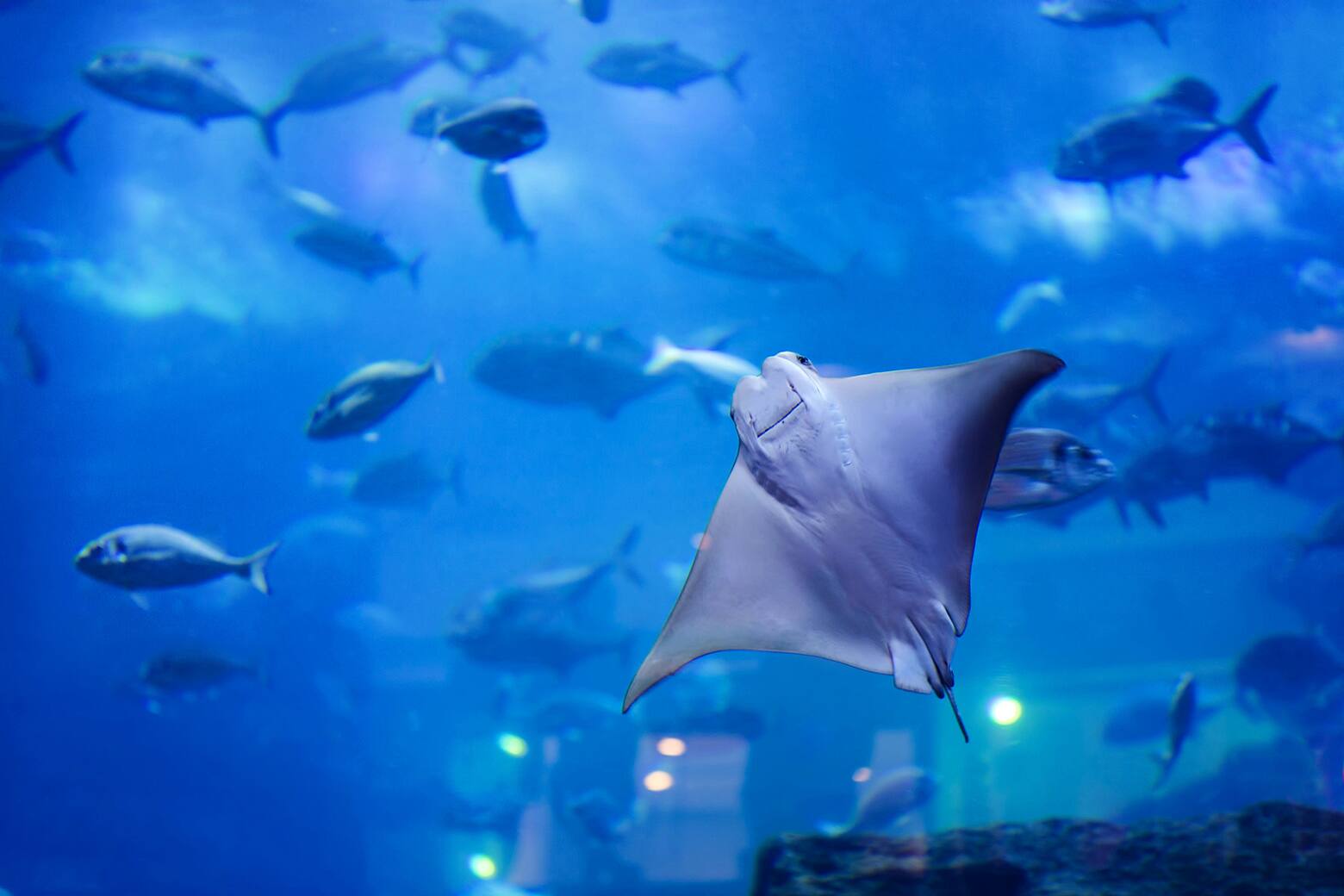 stingray at dubai aquarium