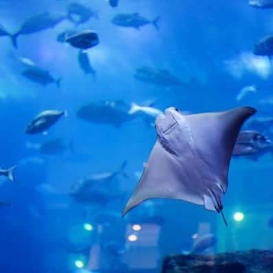 stingray at dubai aquarium