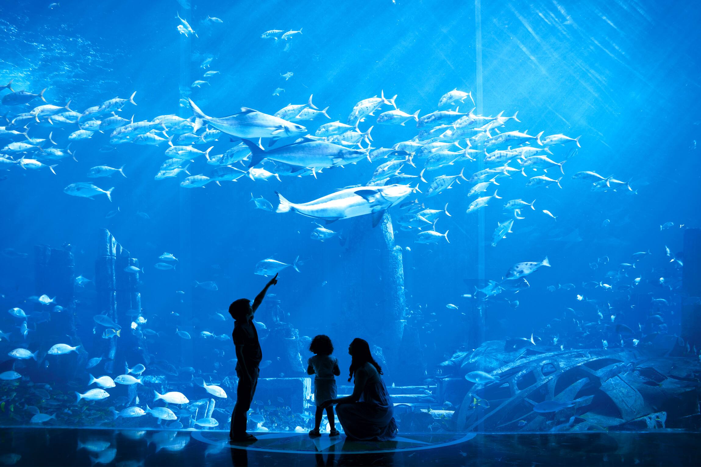 Top 10 animals to see at Lost Chambers Aquarium Visit Dubai