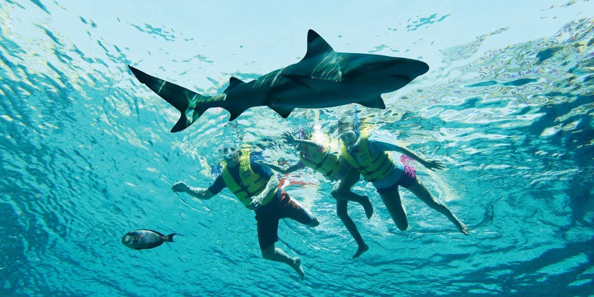 10-species-at-atlantis-dubai-lost-chambers-palm-sharks