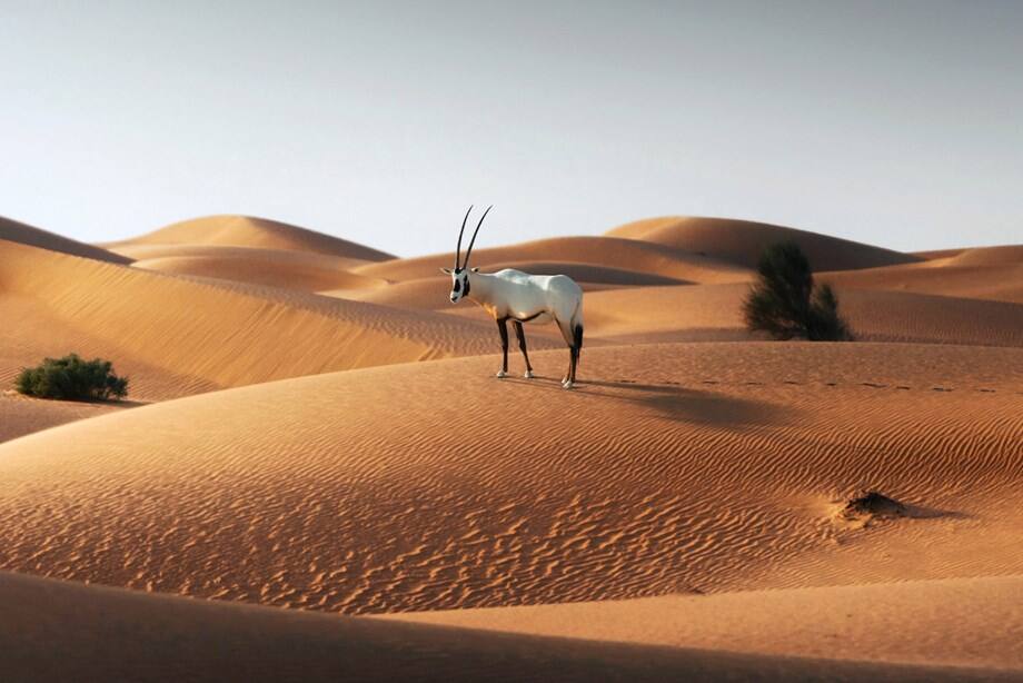Al Marmoom Desert Conservation Reserve in Dubai