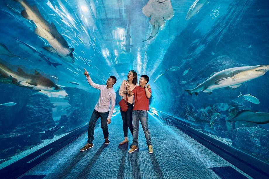Dubai Aquarium's Magical Tunnel