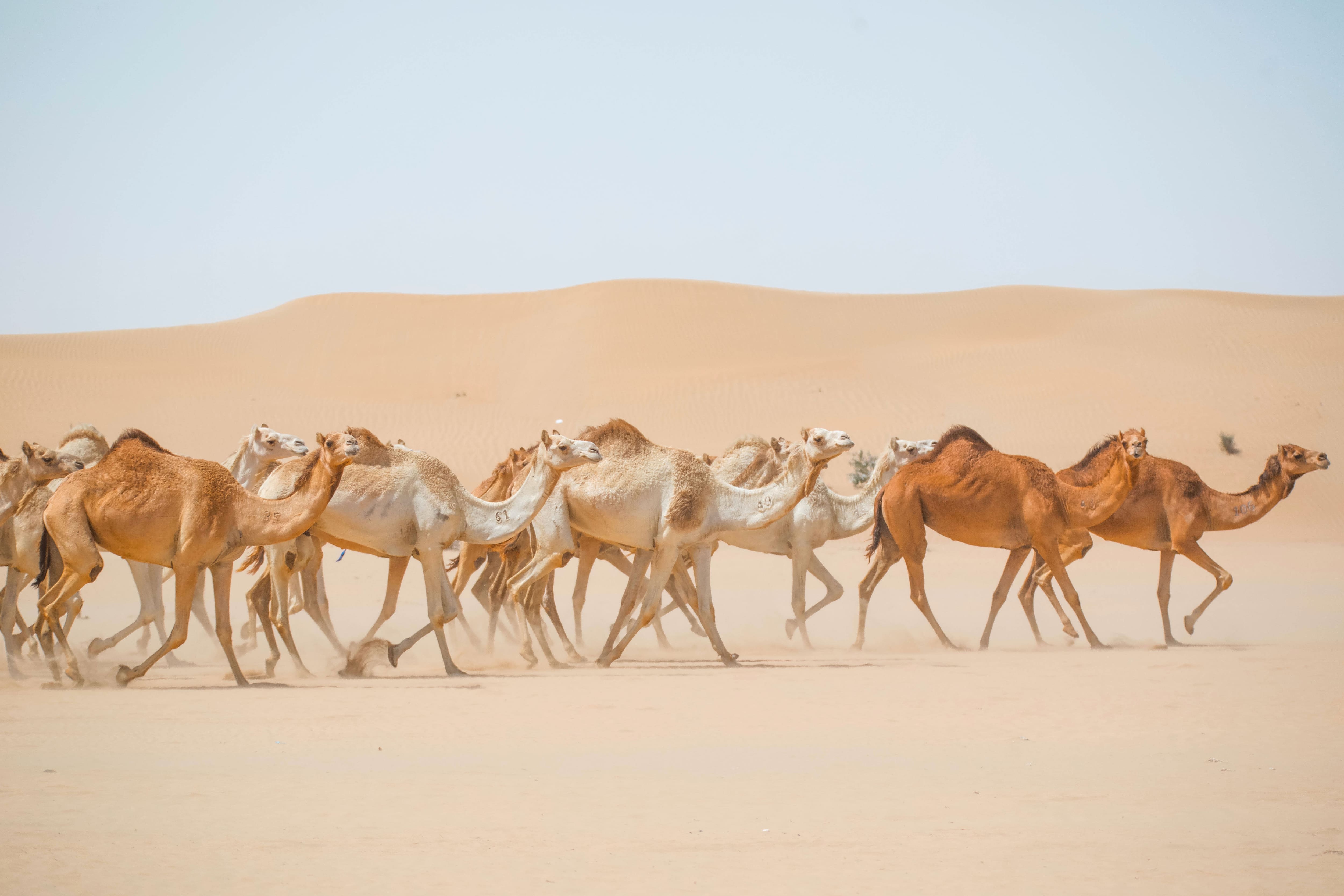Camel Racing in Dubai | Visit Dubai
