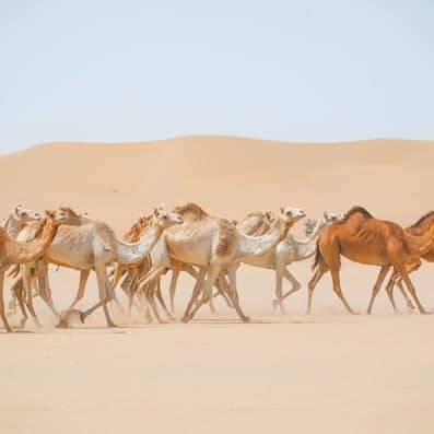 all-about-camels-deser-header