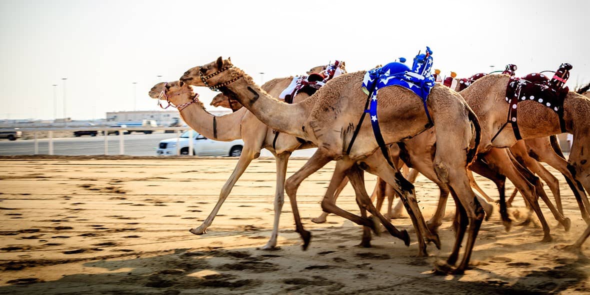 Dubai Royal Camel Racing Club