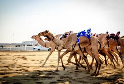 Dubai Royal Camel Racing Club