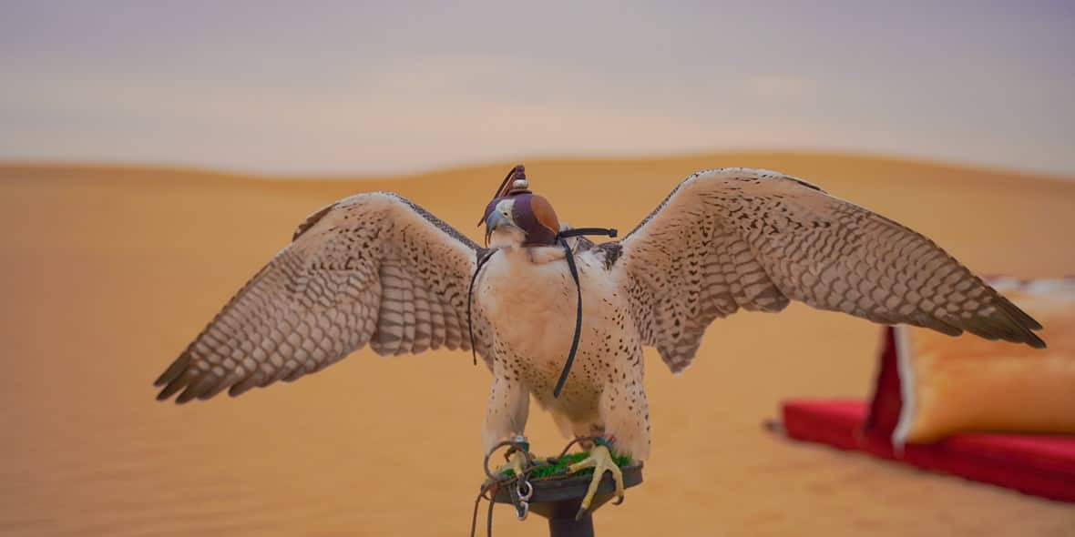 dubais-wildlife-encounters-falconry-desert-2
