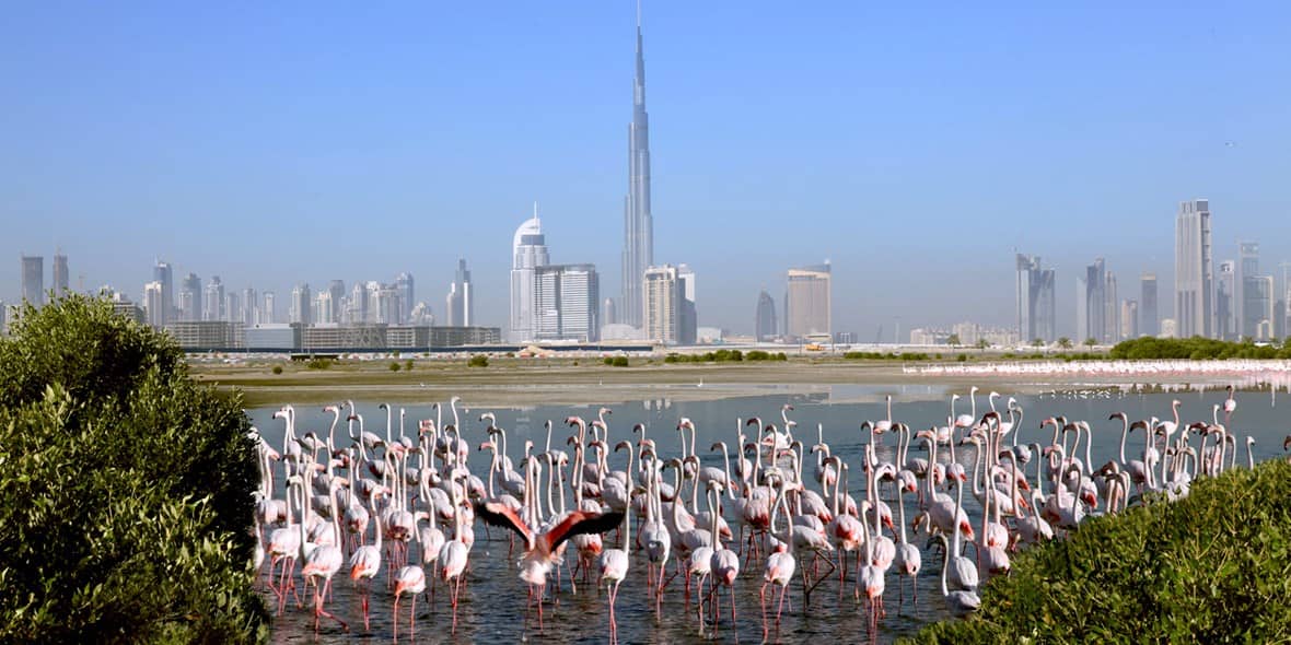 Wildlife in Dubai, Flamingos