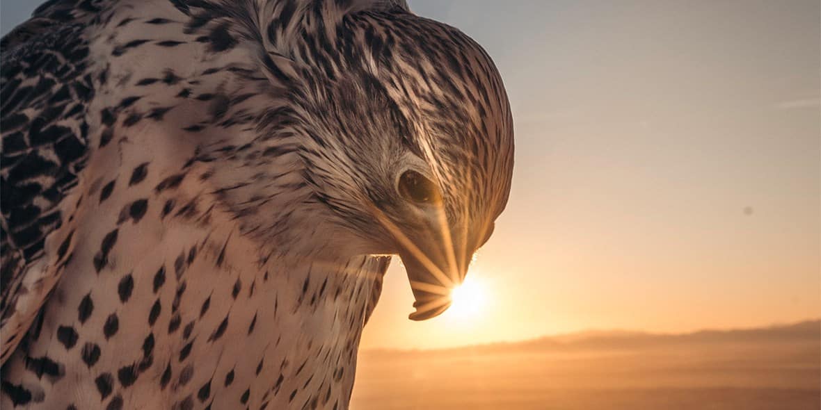 falconryexperiences1jpg