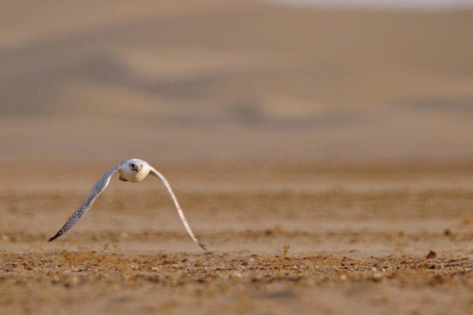 falconryexperiences7jpg