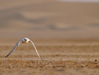 falconryexperiences7jpg