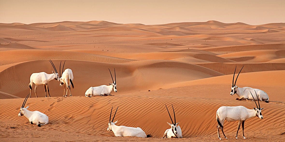 going-green-in-dubai-al-marmoom