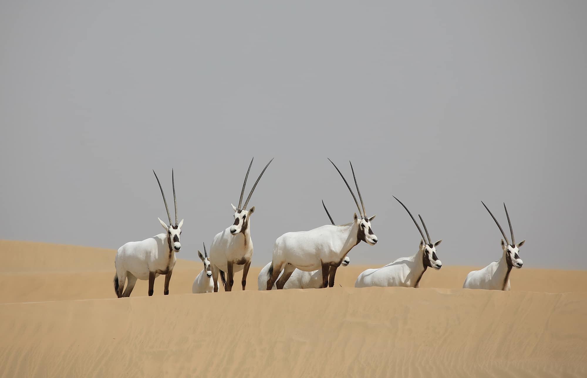 Where to see desert wildlife in Dubai | Visit Dubai