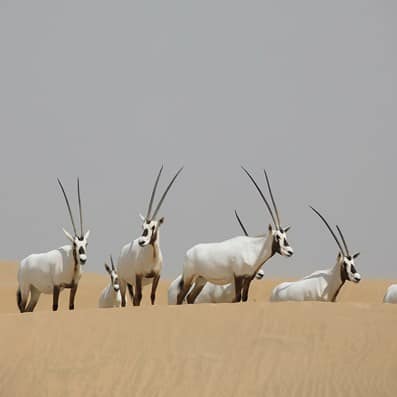 Arabian Oryx in Dubai