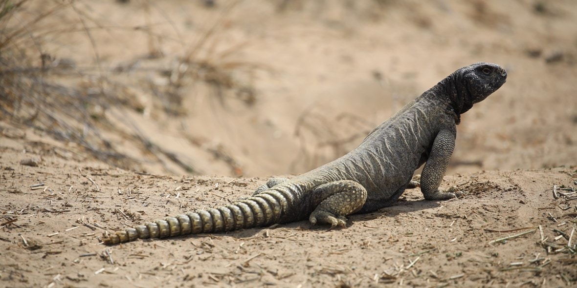 guide-to-desert-wildlife-gecko-4