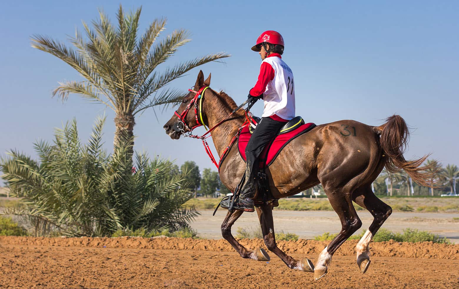 Horse Riding in Dubai Equestrian Activities Visit Dubai