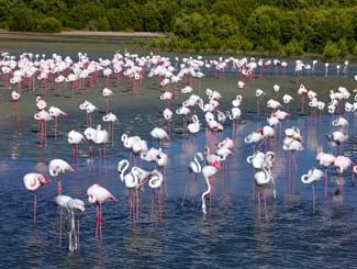 Flamingos in Dubai