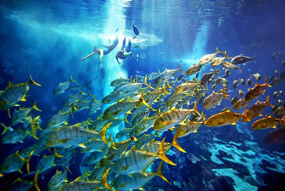 Immersioni al Dubai Aquarium