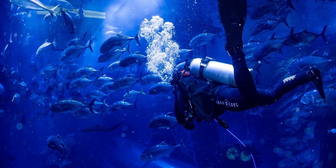 scuba-diving-dubai-3