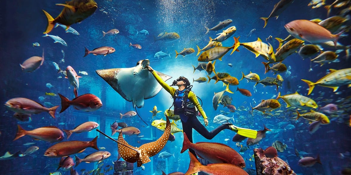 Best places to go scuba diving in Dubai | Visit Dubai