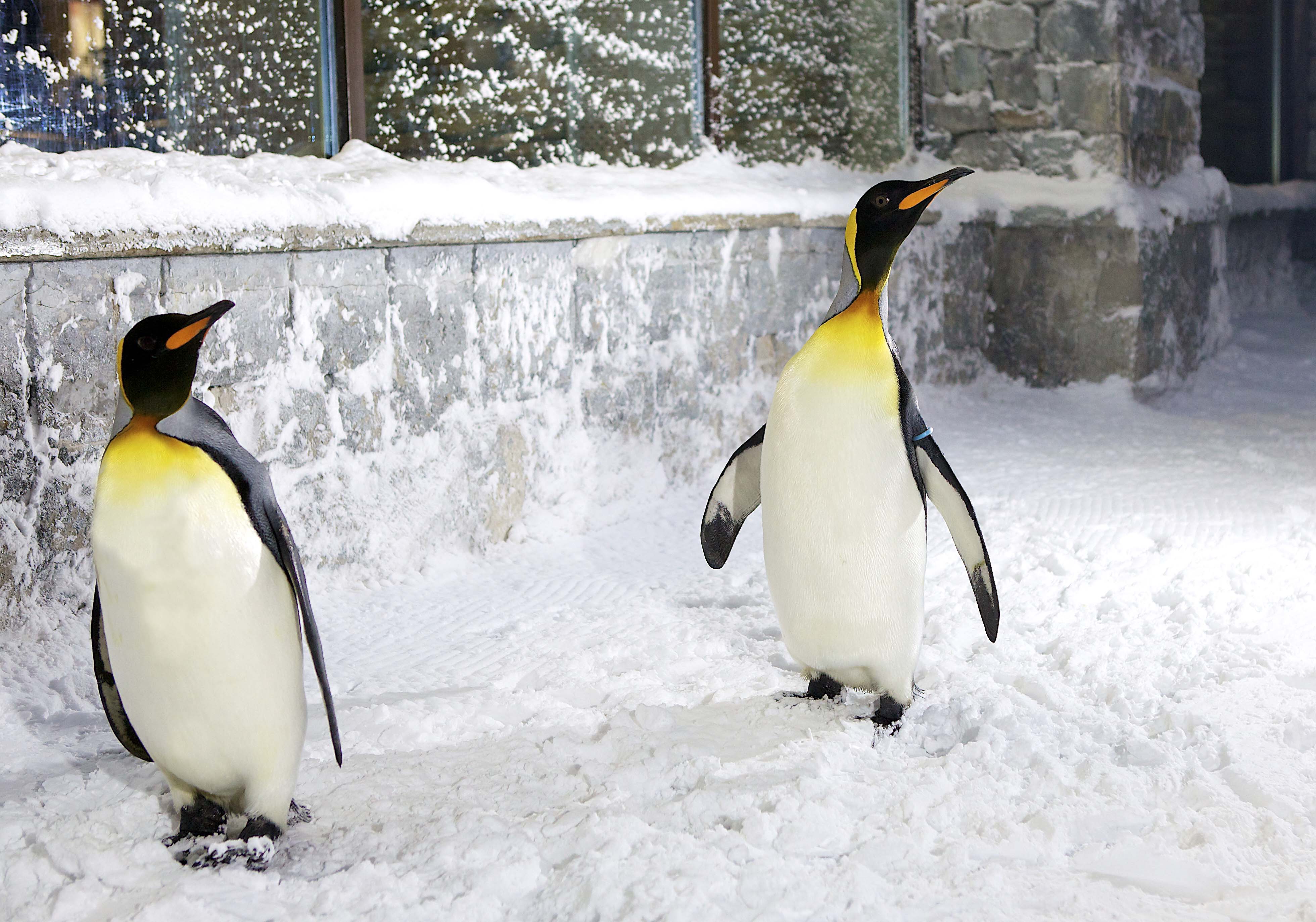 star-wars-in-dubai-ski-dubai-4