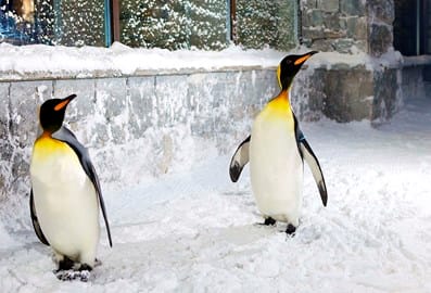 star-wars-in-dubai-ski-dubai-4