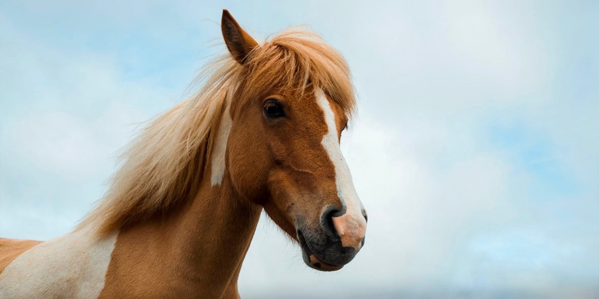 equestrian-musrif-park