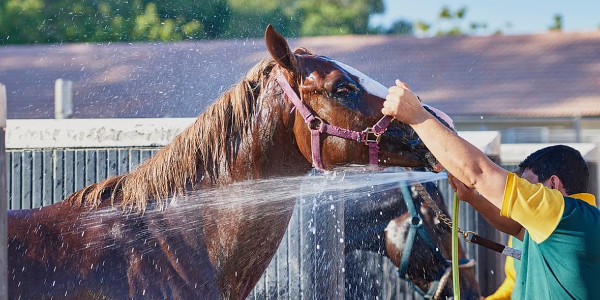 Horse getting washed
