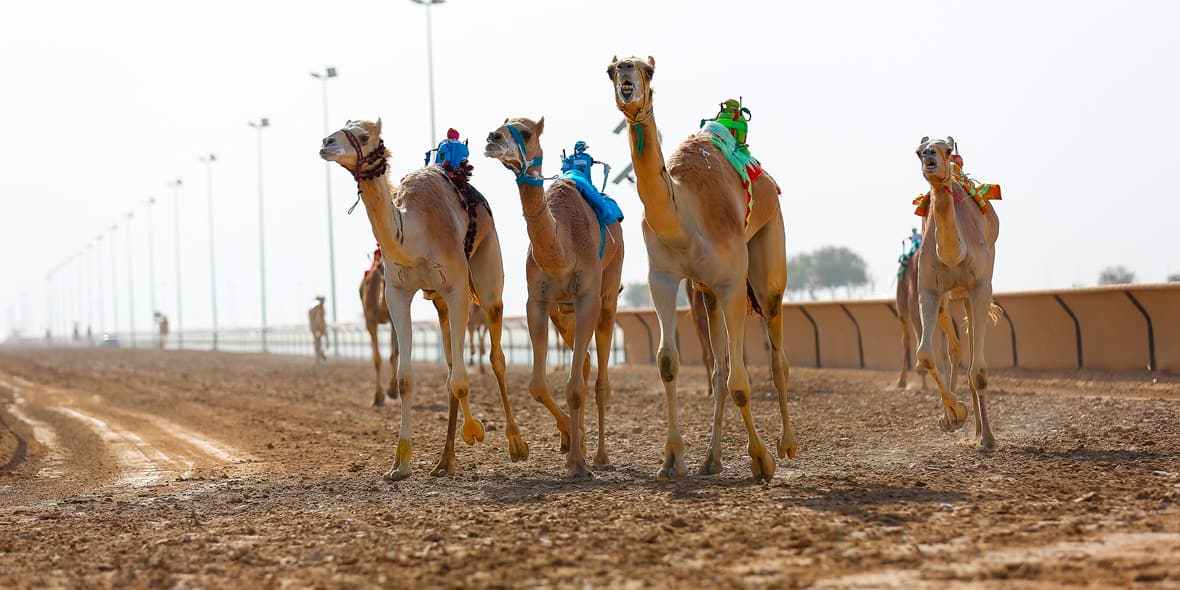 top-10-free-things-to-do-in-dubai-marmoon-camel-race-11