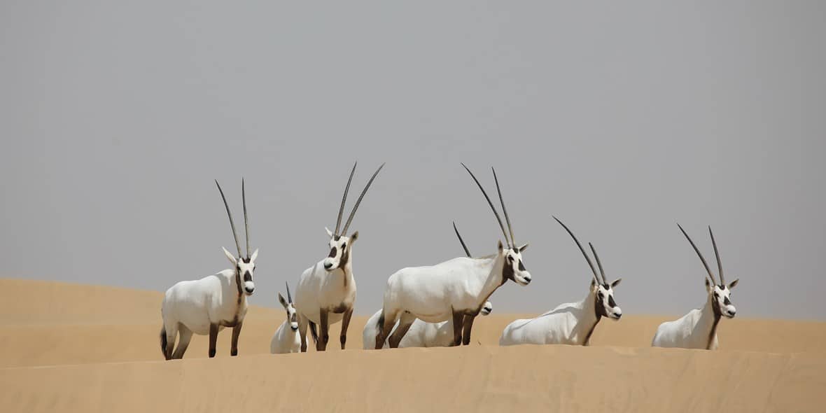 what-to-do-in-al-marmoom-desert-oryx-3