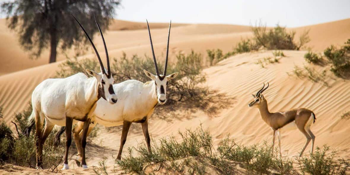 where-to-go-hiking-camping-in-dubai-oryx-4