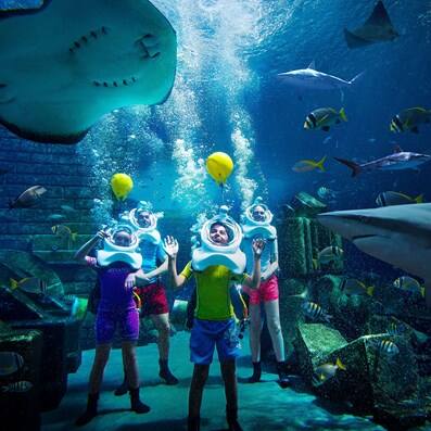 aquaventure worlds summer of sharks