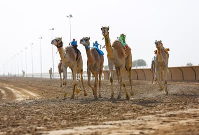 Dubai Camel Racing Club