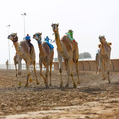 Dubai Camel Racing Club