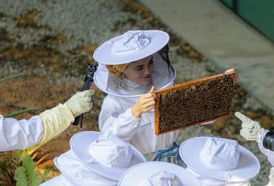 inside the hive terra