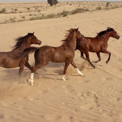 al dhabi horse and camel rentals