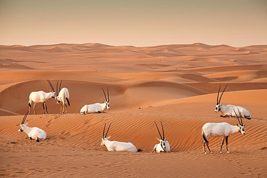/GatherContent/poi/a/al-marmoom-desert-conservation-reserve/fallback-image/al-marmoom-desert-conservation-reserve