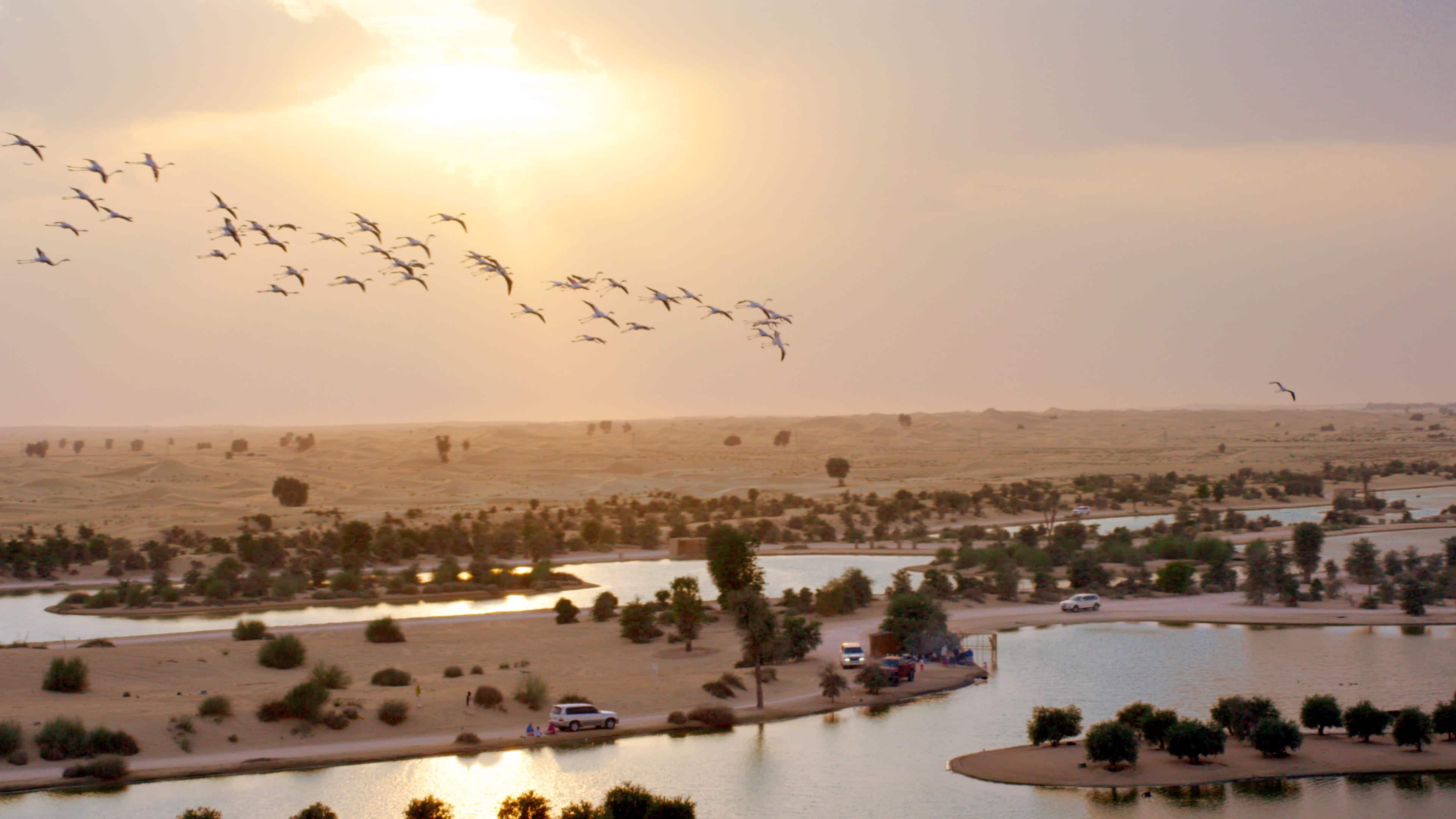Al Qudra Lake | Outdoor Activities in Dubai | Visit Dubai