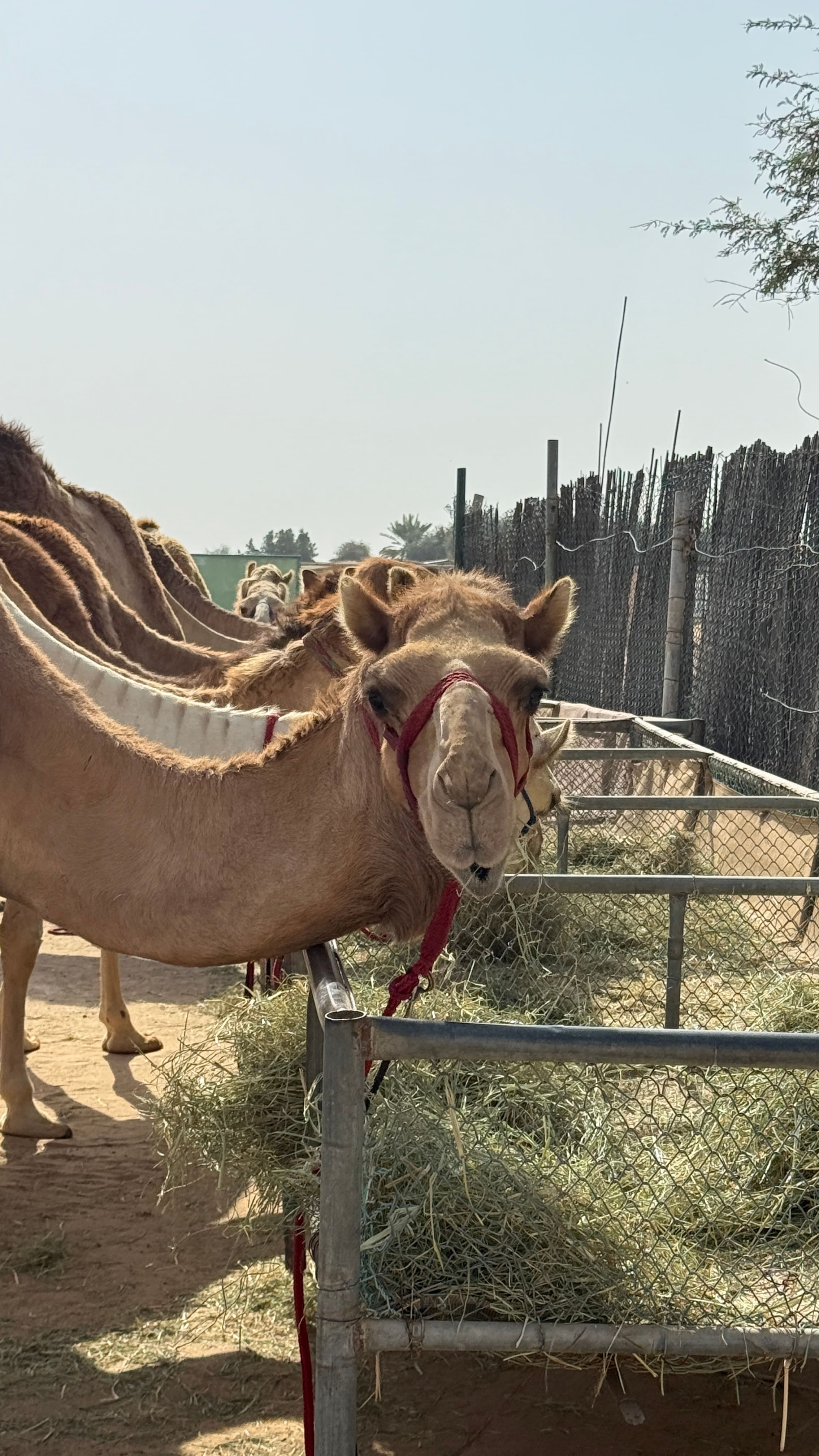 Arabian desert camel riding center