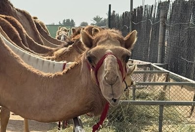 Arabian desert camel riding center