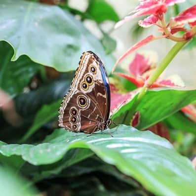 Butterfly Garden Dubai