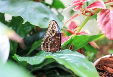 Dubai Butterfly Garden