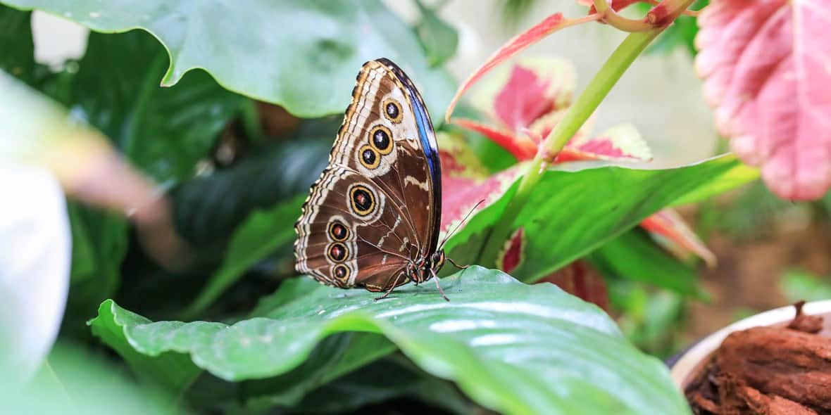 Butterfly Garden Dubai