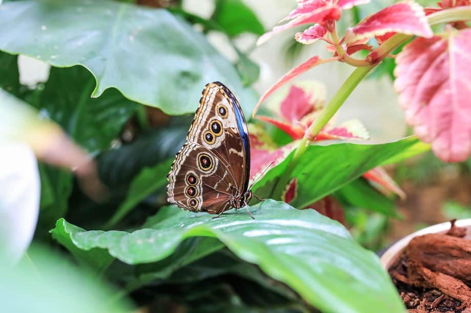 Motýlí zahrada Dubai Butterfly Garden