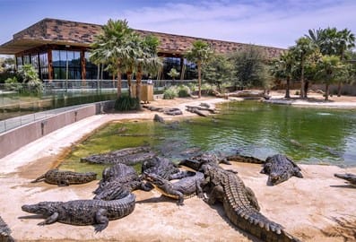 crocodile park