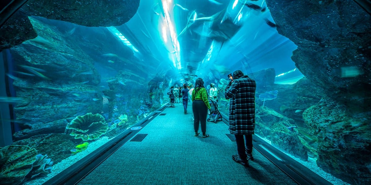 Dubai Aquarium and Underwater Zoo is an amazing experience for the whole family.