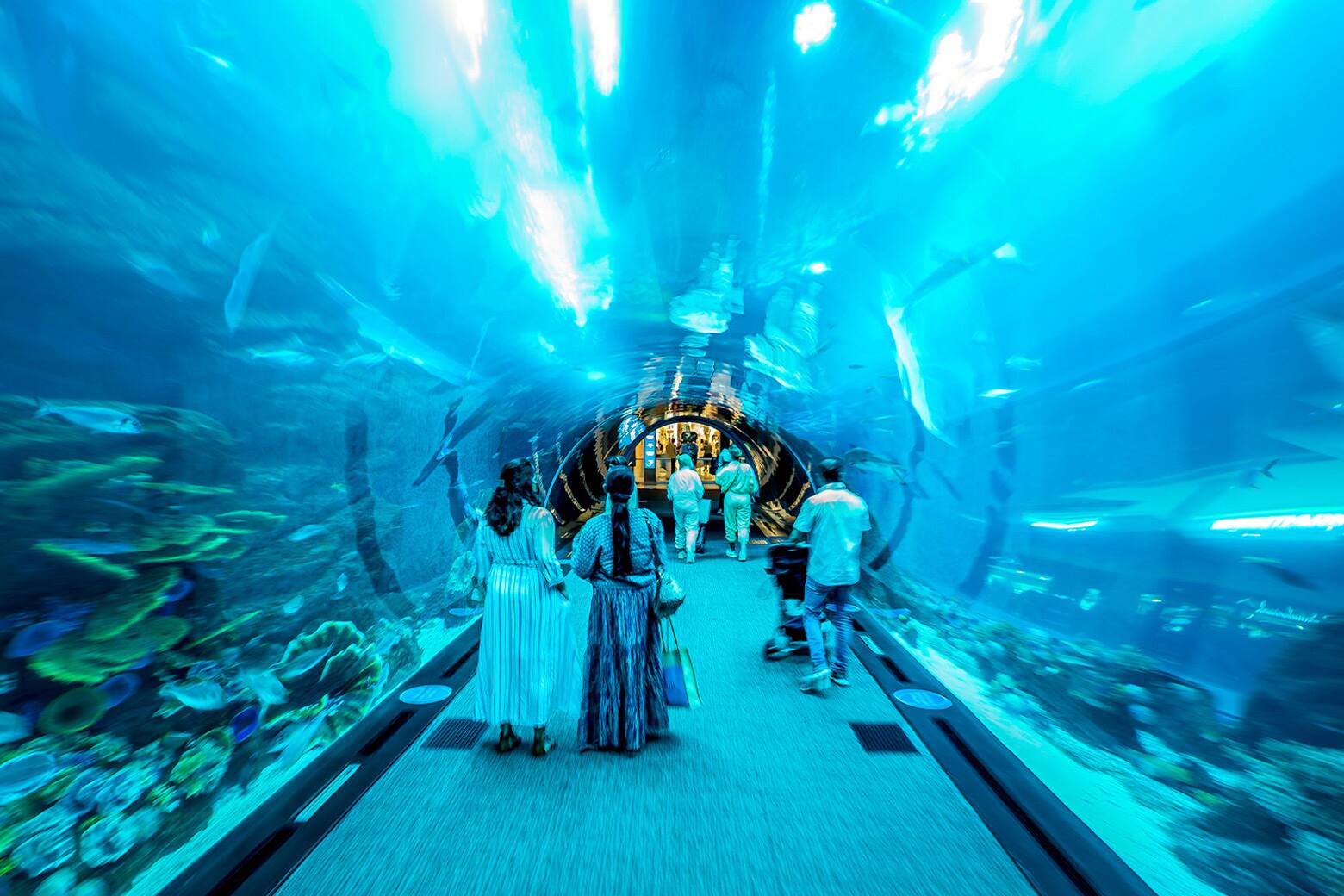 Аквариум Dubai Aquarium and Underwater Zoo в торговом центре Dubai Mall